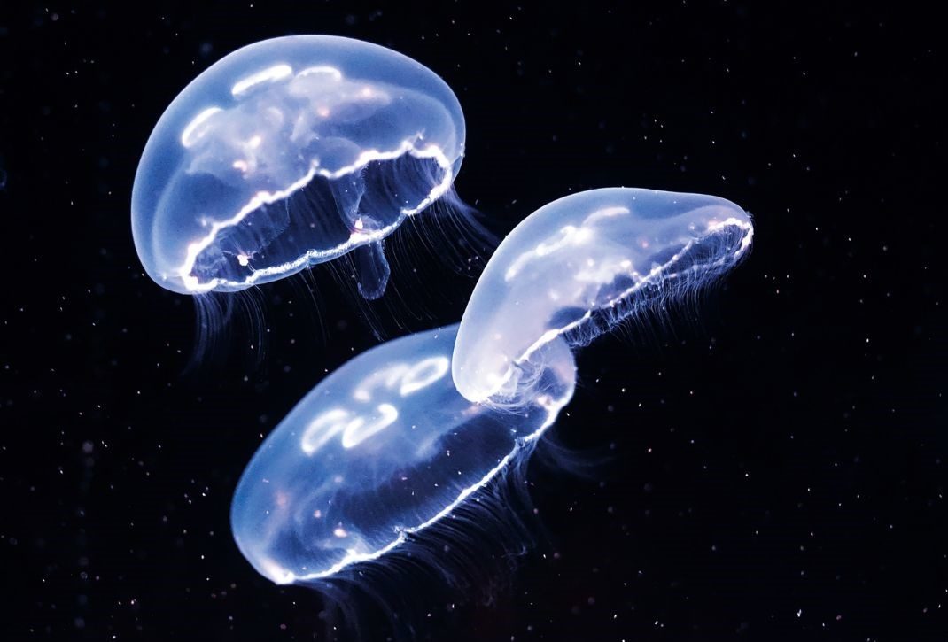 水族園