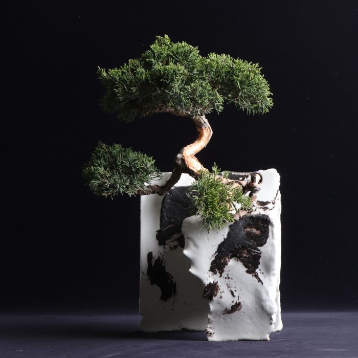 ＜イマ plants ＞手造り鉢の盆栽展
  